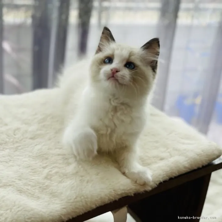 ID：2303-00520の子猫