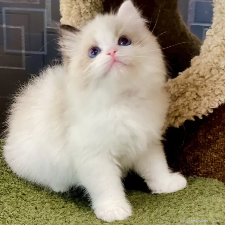 ID:2409-03185の子猫