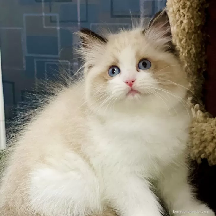 ID:2410-02912の子猫