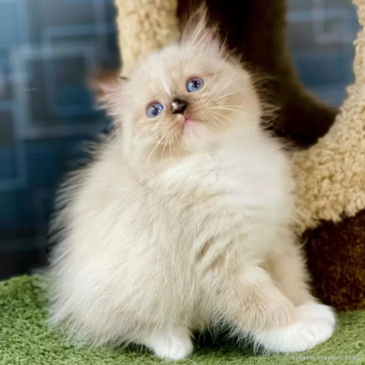 ID：2410-02893の子猫