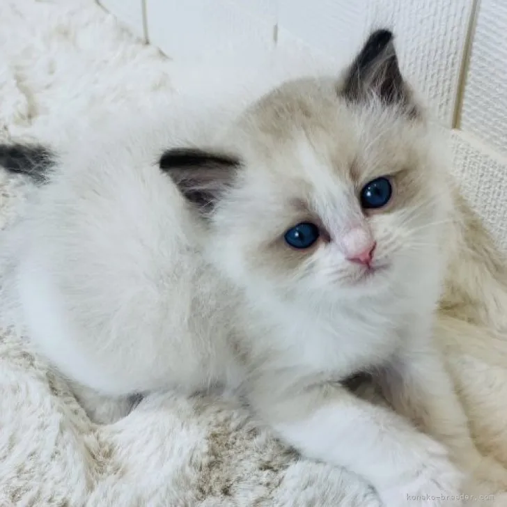 ラグドール【千葉県・男の子・2023年10月21日・シールポイントバイカラー】の写真1「倒れて甘えるのが好きで、クールな目つきが青く澄んでいて、しっかりした骨格❣️」