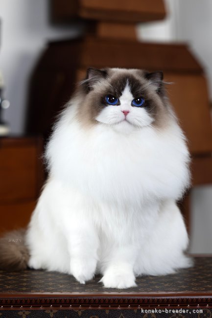 ラグドール【・女の子・2022年8月19日・シールポイントバイカラー】