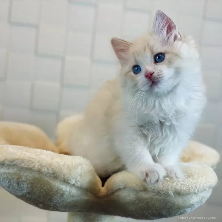 マミ 様のお迎えした子猫