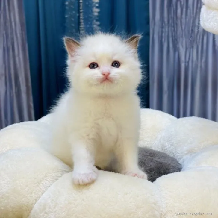 ID：2304-01512の子猫