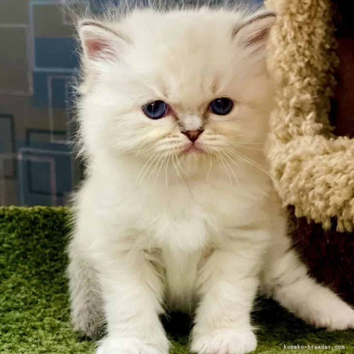 ID:2412-00173の子猫