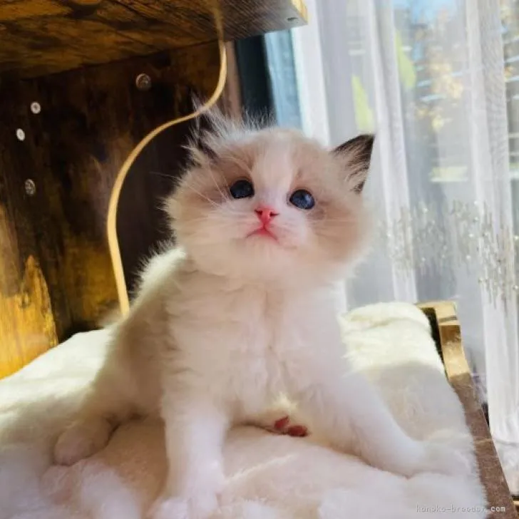 ID:2210-01502の子猫