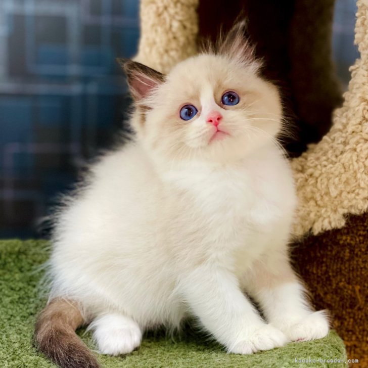 みんみ 様のお迎えした子猫