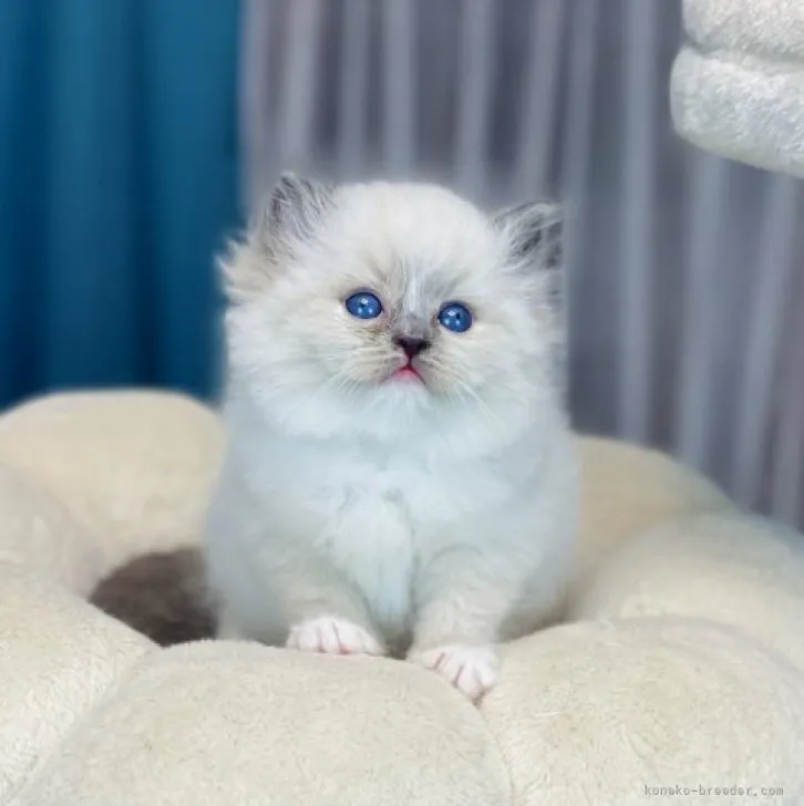 ID:2310-00294の子猫