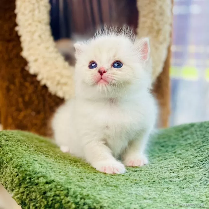 ID：2404-01839の子猫