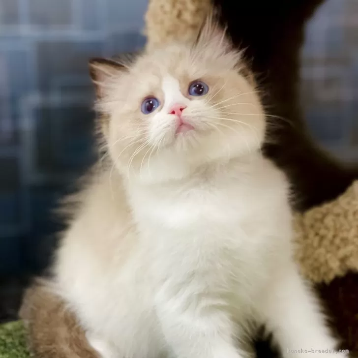 ID:2410-02910の子猫