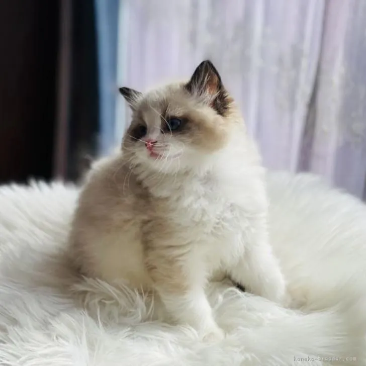 ID：2301-00166の子猫
