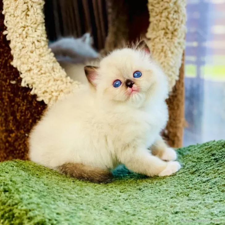 トトウ 様のお迎えした子猫