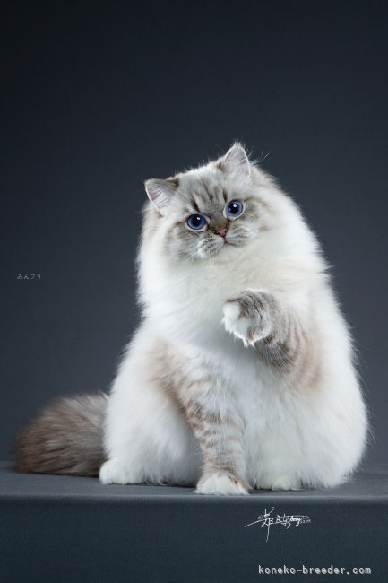 ラグドール【・女の子・2023年6月15日・シールリンクスポイントミテッド】