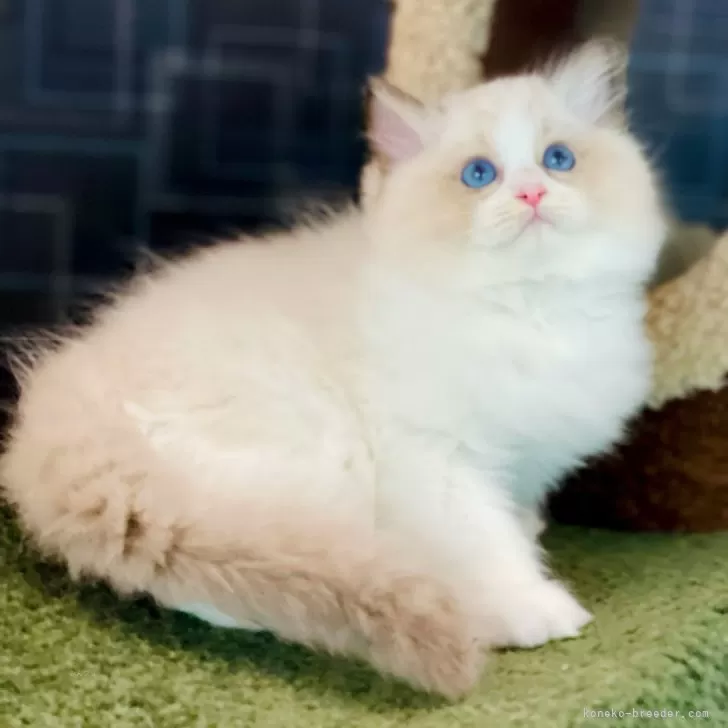 ID：2410-00661の子猫