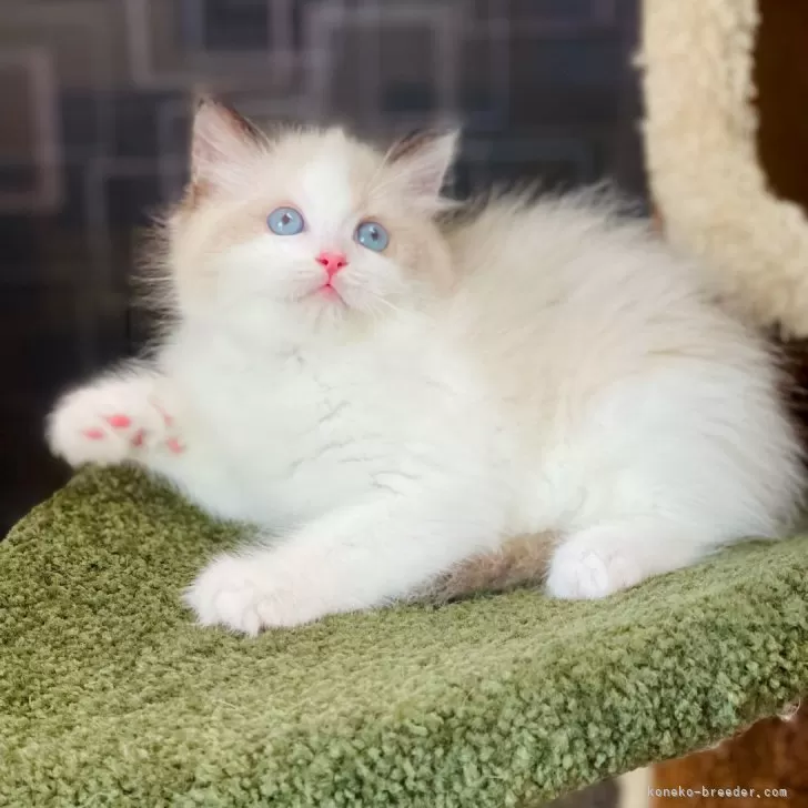 K.N 様のお迎えした子猫