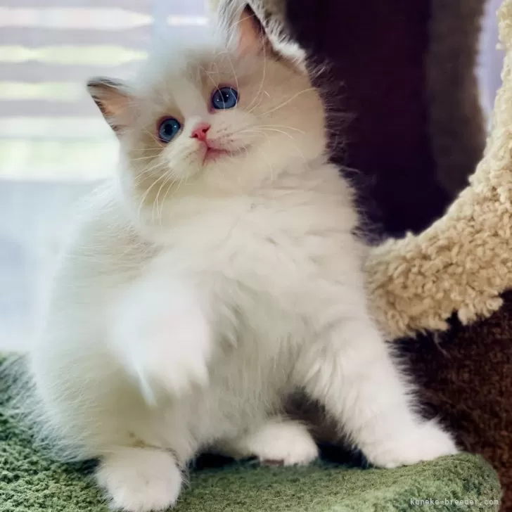 ID:2407-02107の子猫