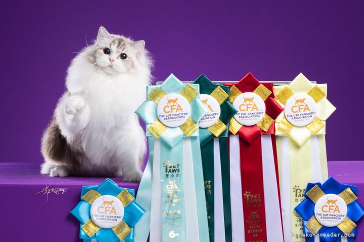 ラグドール【・女の子・2024年9月11日・シールリンクスポイントバイカラー】