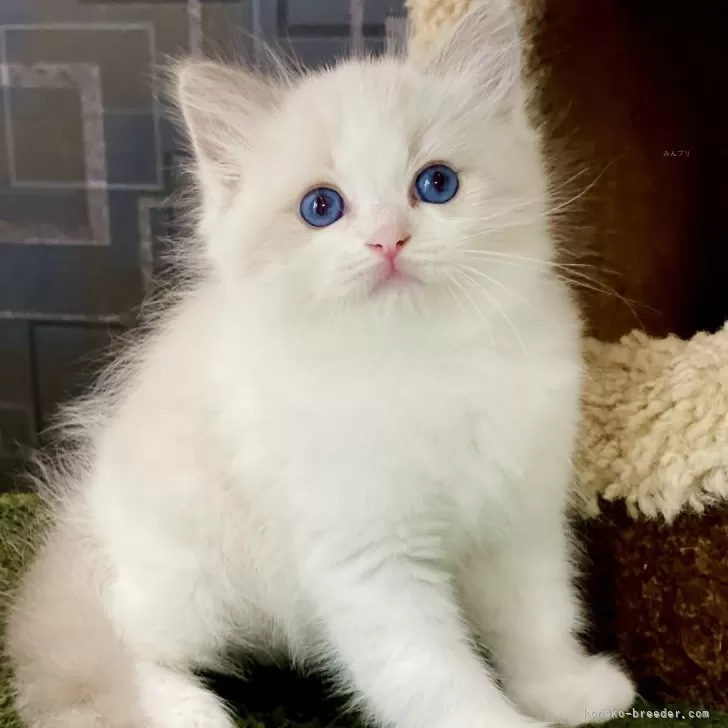 ID：2410-02854の子猫