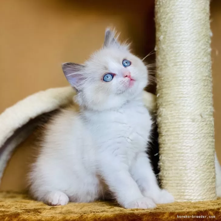 ラグドール【千葉県・男の子・2023年12月13日・ブルーポイントバイカラー】の写真1「父親はAidくん、パパのように骨格もしっかりとしていて、体格も大きく✨将来が楽しみです。」