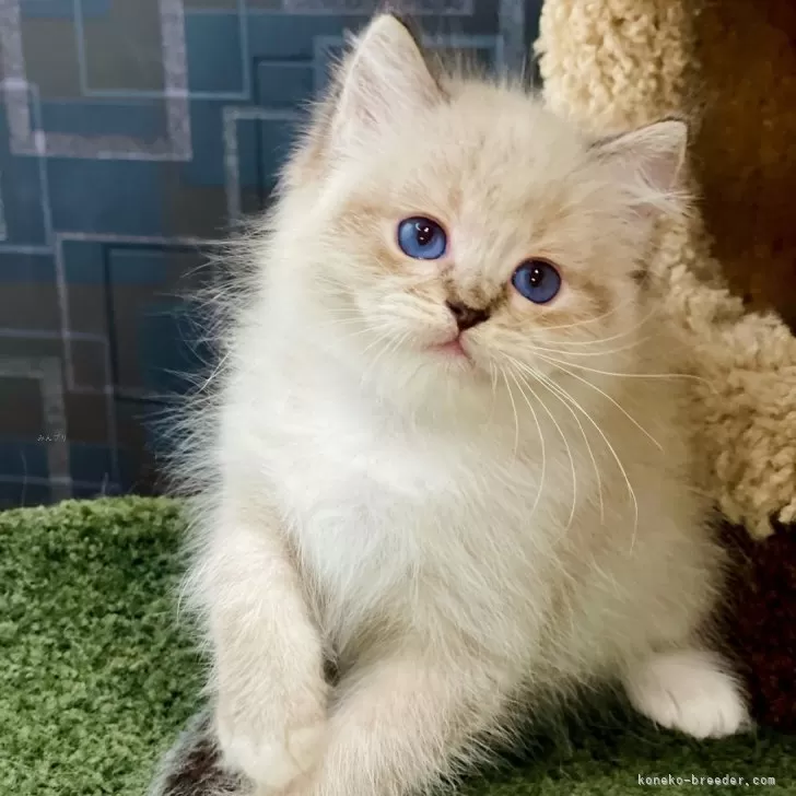 m 様のお迎えした子猫
