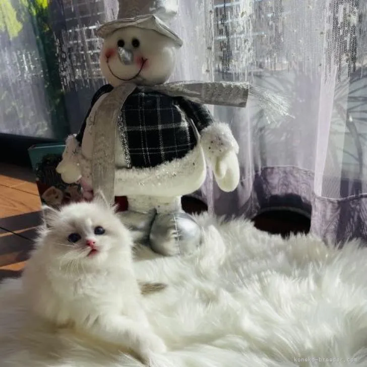 ID：2212-01103の子猫