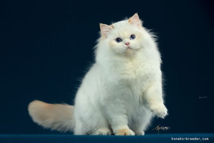 ラグドール【・女の子・2024年2月1日・レッドポイントバイカラー】