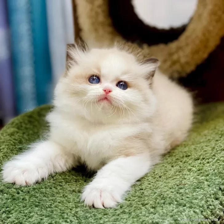 ID：2408-01548の子猫