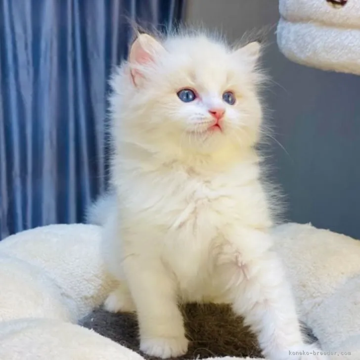 ID：2306-03330の子猫