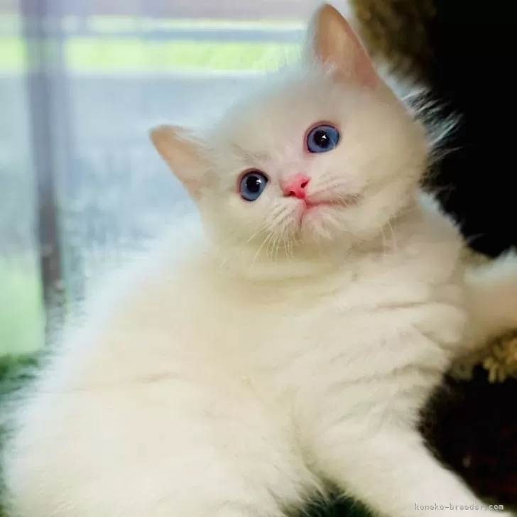 ID：2407-02216の子猫