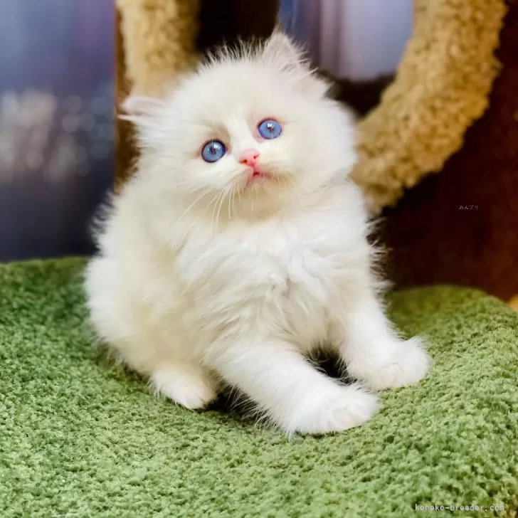 ID:2409-00221の子猫