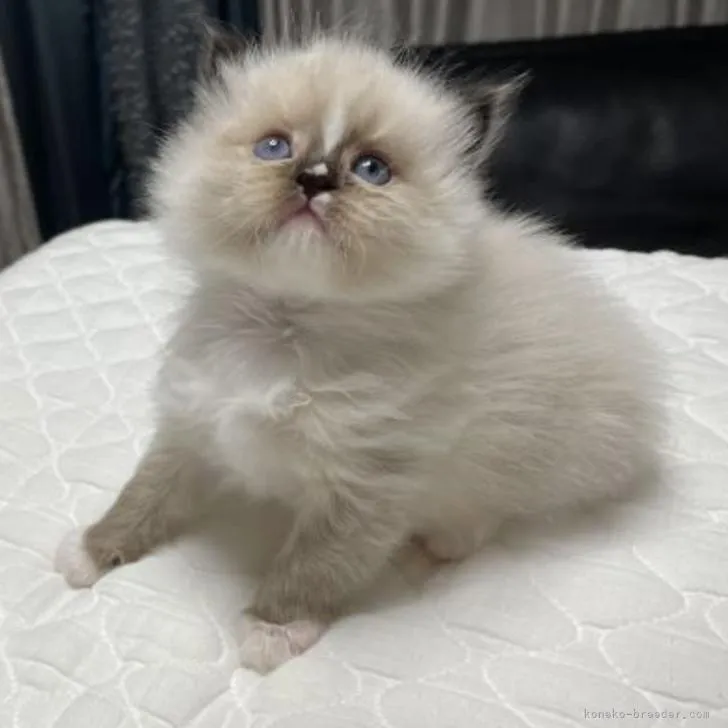 ID:2208-02917の子猫