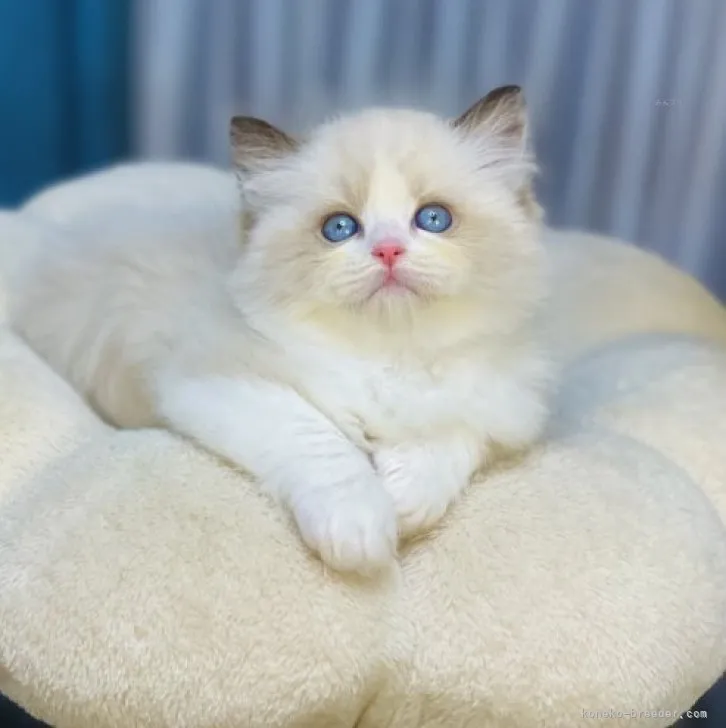 ID:2310-00929の子猫