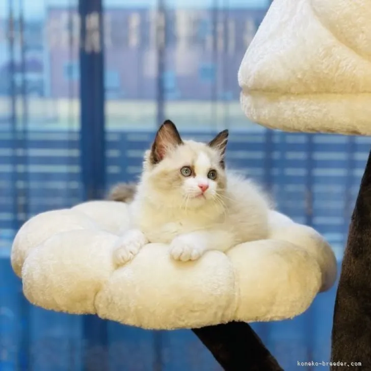 ID：2303-00509の子猫