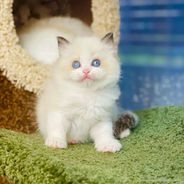 S.S 様のお迎えした子猫