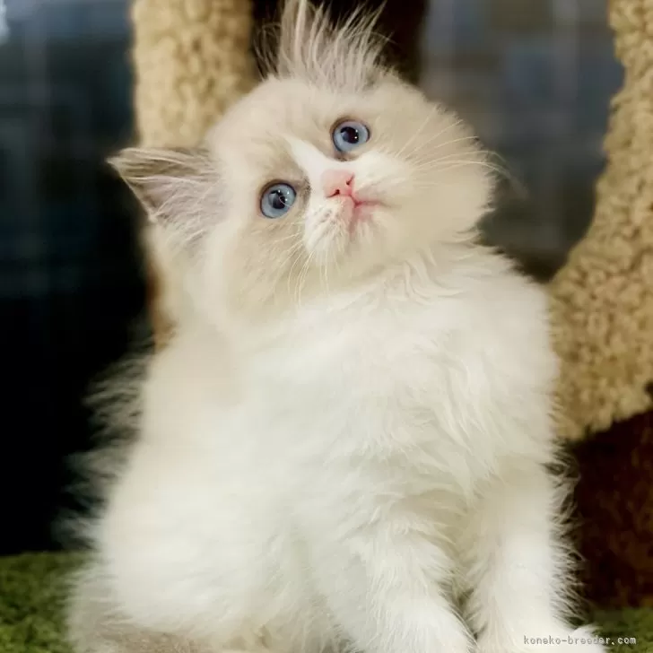 ID:2410-02924の子猫