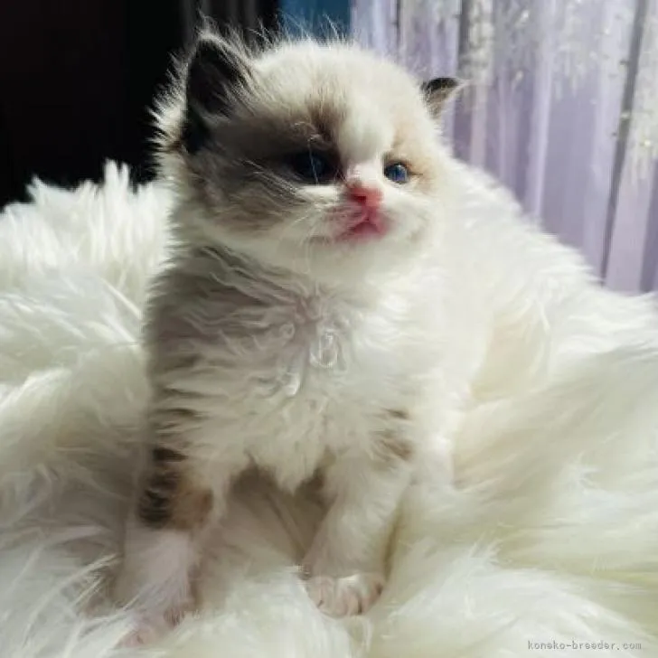 ID:2301-00131の子猫