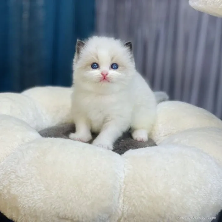 ID：2304-01349の子猫