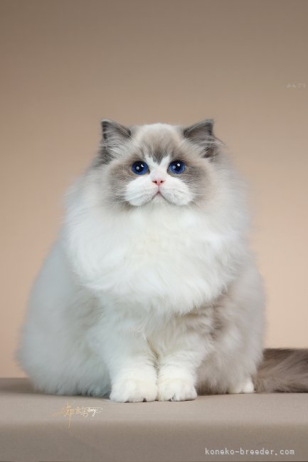 ラグドール【・女の子・2025年5月7日・ブルーポイントバイカラー】