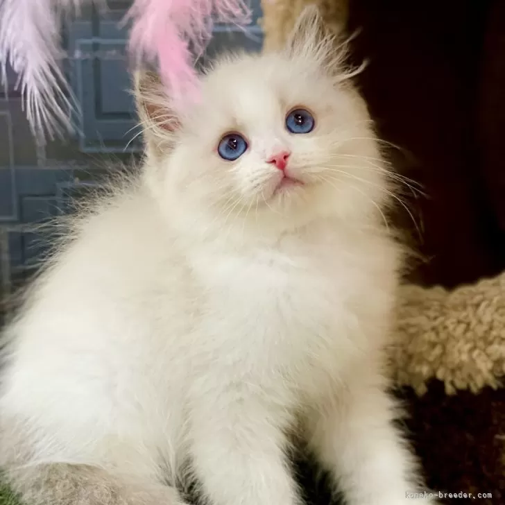 ID：2412-00372の子猫
