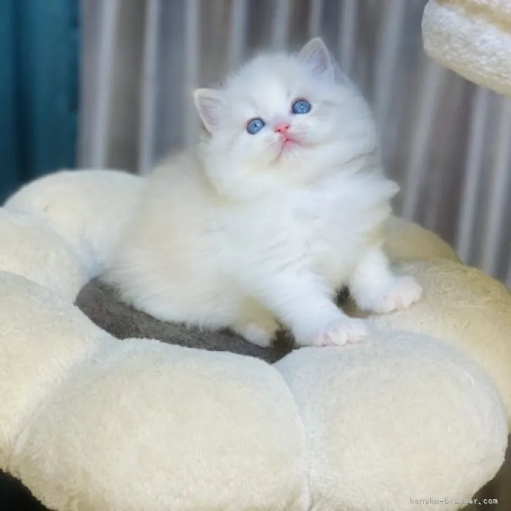 ID：2310-00767の子猫