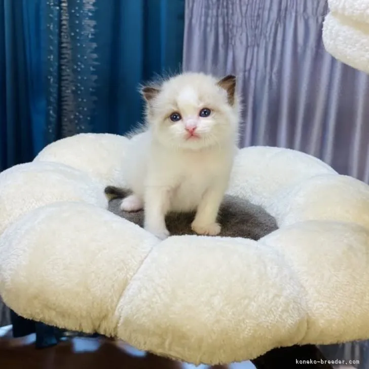 ID：2304-01608の子猫