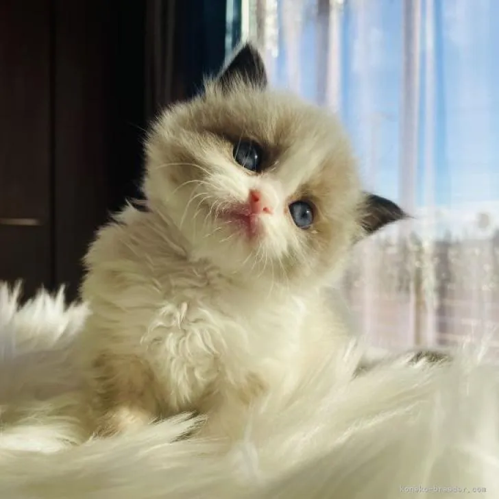 ID:2301-00154の子猫