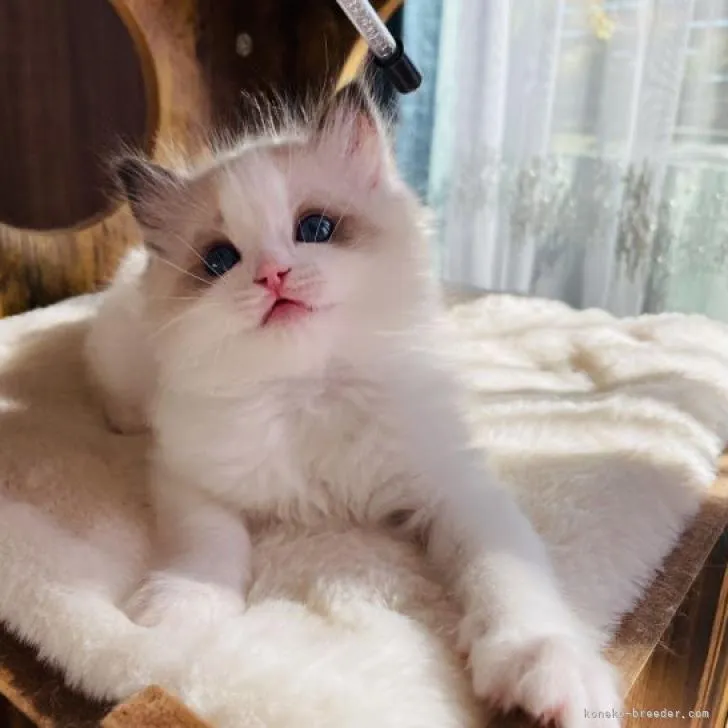 ID:2210-01498の子猫