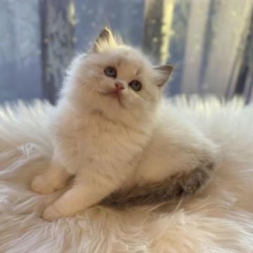 ラグドール【千葉県・女の子・2022年12月18日・シールリンクスポイントバイカラー】の写真「顔とリンクス柄を合わせ、甘えん坊❣️ 遺伝子クリア」