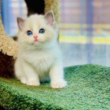 ラグドール【千葉県・男の子・2024年2月15日・ブルーポイントバイカラー】の写真「GW キャンペーン心を奪う家族を探す❣️」