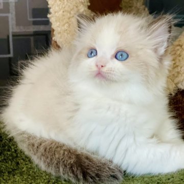 ラグドール【千葉県・男の子・2024年9月18日・シールポイントバイカラー】の写真「広い口カバーが可愛い姿を現している完璧な組み合わせ」