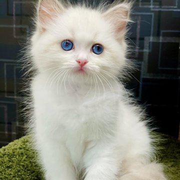 ラグドール【千葉県・女の子・2024年9月5日・ブルーポイントバイカラー】の写真「活発さと愛らしい甘えっぷりは、見ているだけでずっと」