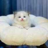 ラグドール【千葉県・男の子・2023年3月22日・シールポイントバイカラー】の写真1「肉球がもちもち，ご飯は大好き、丸々とした❣️」