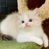 ラグドール【千葉県・男の子・2024年9月3日・シールリンクスポイントバイカラー】の写真1「骨格は驚くほど強く、バランスが素晴らしいです❣️完璧な広いマズル」