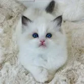 ラグドール【千葉県・女の子・2023年10月20日・シールポイントバイカラー】の写真1「顔型はまるで甘く、超人懐こく甘えん坊、遊びが大好き」